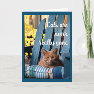 Orange Tabby katt om blåsfärssympati Meddelande