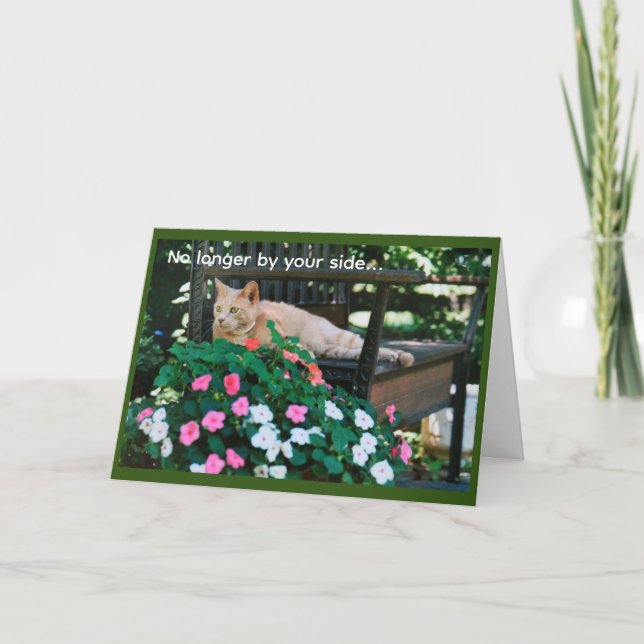 Orange Tabby katt om Garden Bench Sympathy Kort (Framsida)