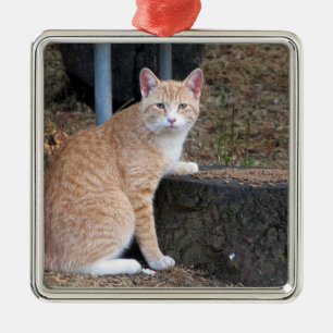 Orange Tabby katt Ornament