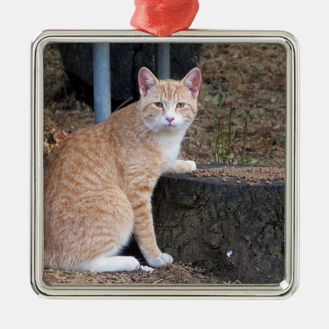 Orange Tabby katt Ornament (Framsidan)