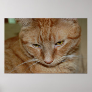 Orange Tabby katt Poster