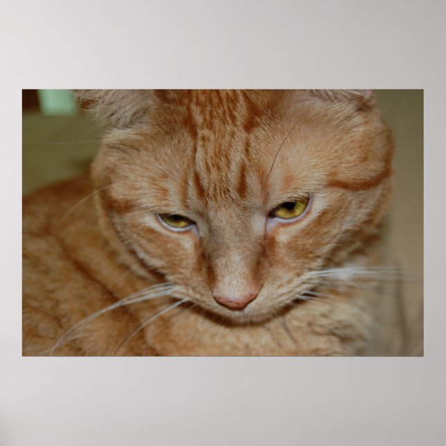 Orange Tabby katt Poster (Framsidan)