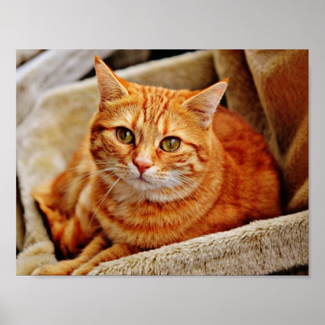 Orange Tabby katt Poster (Framsidan)
