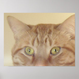 Orange Tabby katt Poster