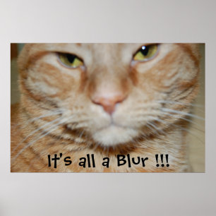 Orange Tabby katt Poster
