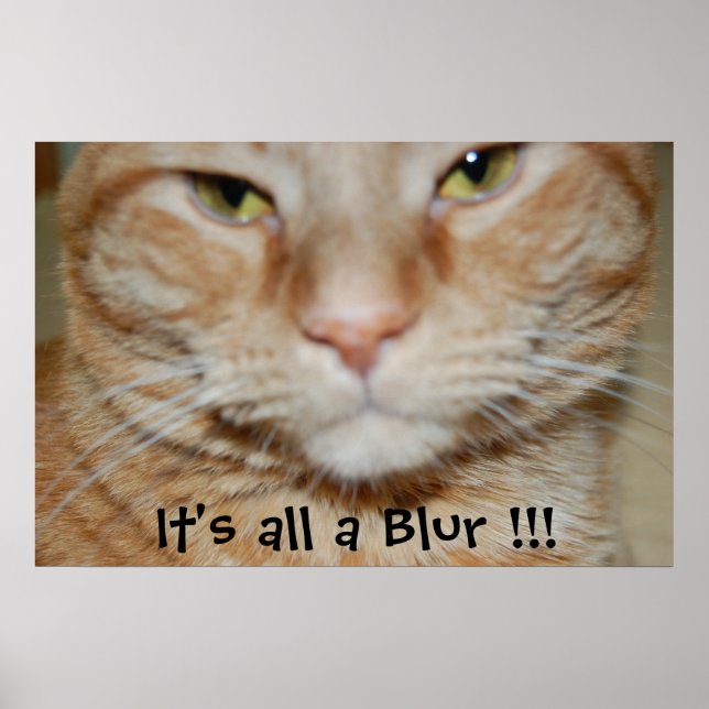 Orange Tabby katt Poster (Framsidan)