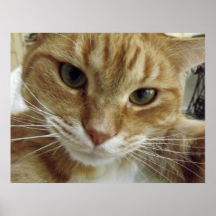 Orange Tabby katt Poster