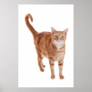 Orange tabby katt poster