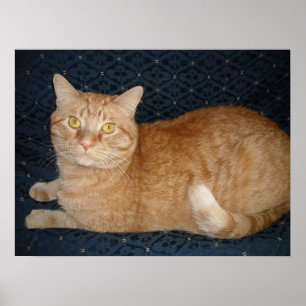 Orange Tabby katt Poster