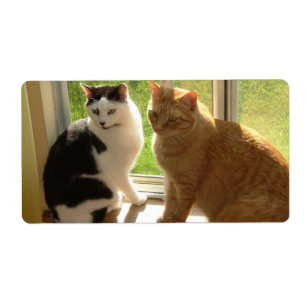 Orange Tabby katt/svart och vit katt Fraktsedel