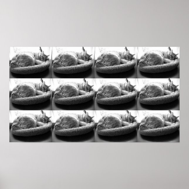 Orange Tabby katt/svartvitt foto Poster (Framsidan)