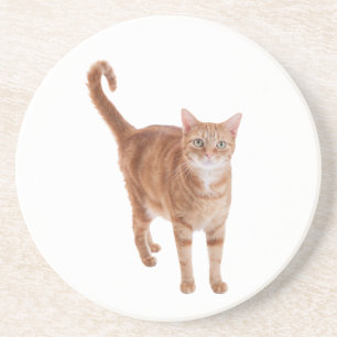 Orange Tabby katt Underlägg