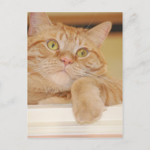 Orange Tabby katt Vykort