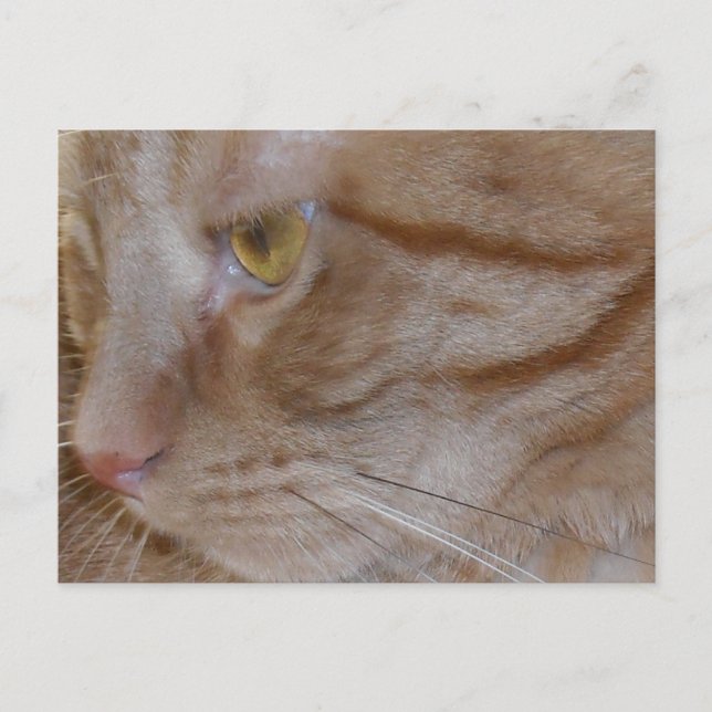Orange Tabby katt Vykort (Framsida)