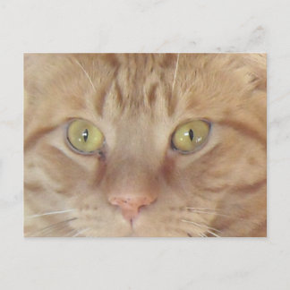 Orange Tabby katt Vykort