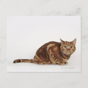 Orange Tabby katt Vykort