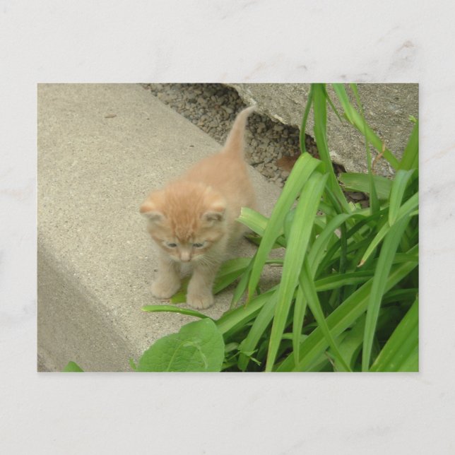 Orange Tabby katt Vykort (Framsida)