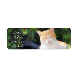 Orange tabby kattadressetiketter returadress etikett