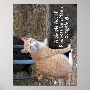 Orange tabby kattaffisch för vänlighet poster