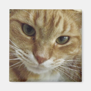 Orange tabby kattmagnet magnet