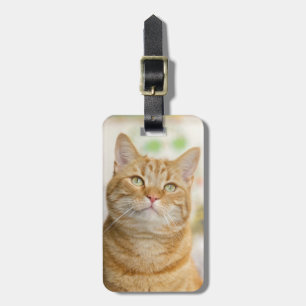 Orange Tabby Kattunge Bagagebricka