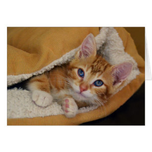 Orange Tabby Kattunge i Säng Hälsningskort