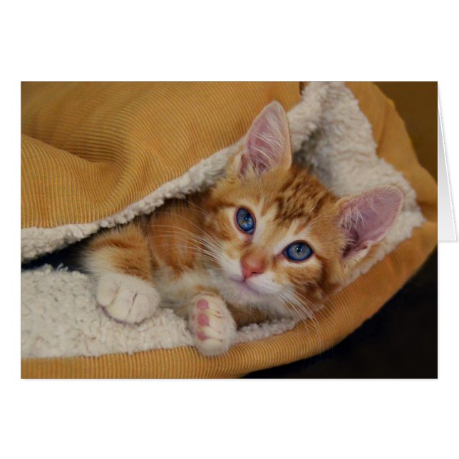 Orange Tabby Kattunge i Säng Hälsningskort (Framsidan Horizontal)