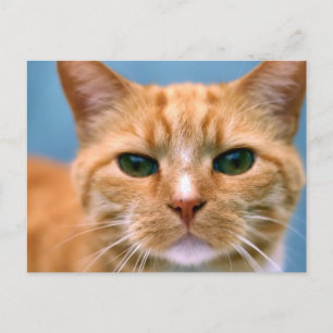 Orange Tabby Kattunge Kitten Cat Vykort
