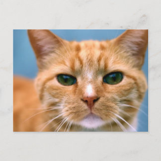 Orange Tabby Kattunge Kitten Cat Vykort