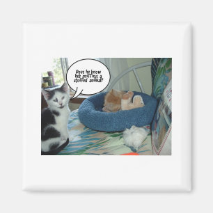 Orange Tabby Kattunge Magnet