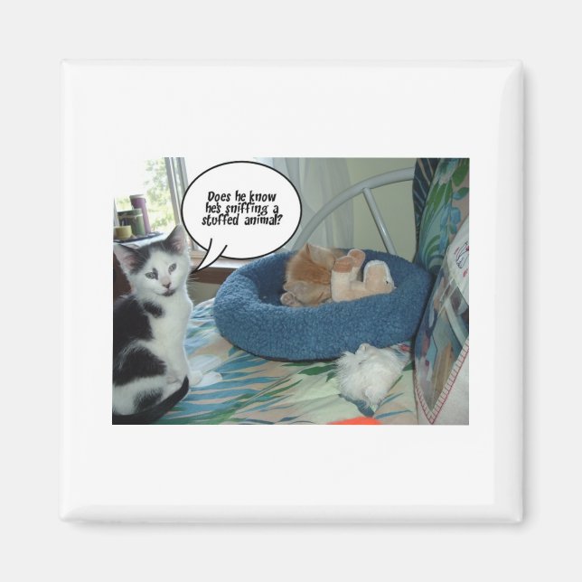 Orange Tabby Kattunge Magnet (Framsidan)