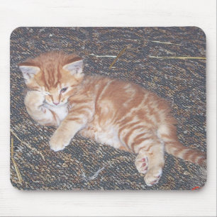 Orange Tabby Kattunge Musmatta