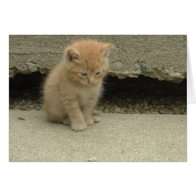 Orange Tabby Kitten Hälsningskort (Framsidan Horizontal)