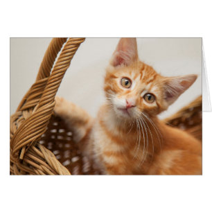 Orange Tabby Kitten Hälsningskort