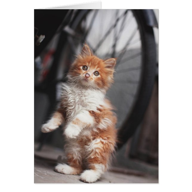 Orange Tabby Kitten Hälsningskort (Framsidan)