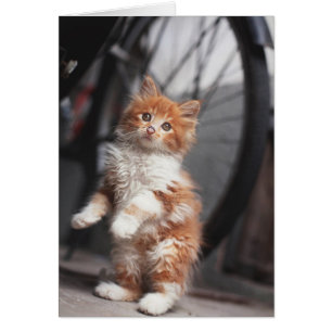 Orange Tabby Kitten Hälsningskort