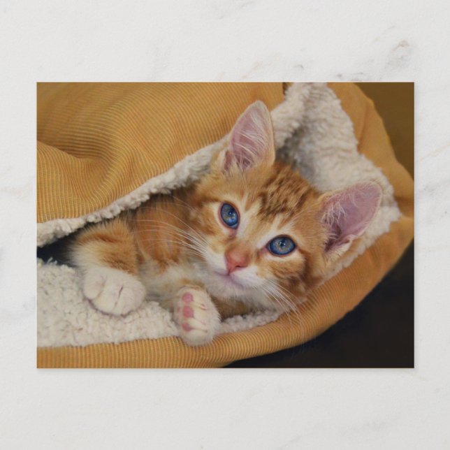 Orange Tabby Kitten i Bed Vykort (Framsida)