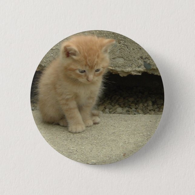 Orange Tabby Kitten Knapp (Framsida)