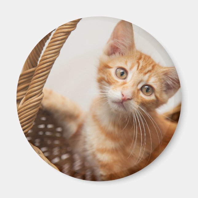 Orange Tabby Kitten Magnet (Framsidan)