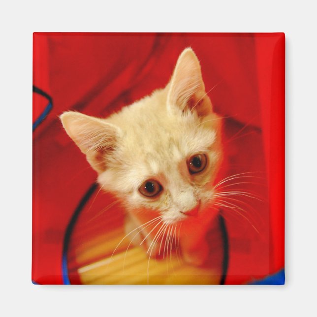 Orange Tabby Kitten Magnet (Framsidan)