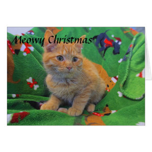 Orange Tabby Kitten OBS Kort