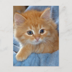 Orange Tabby Kitten Postcards Vykort