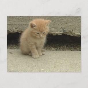 Orange Tabby Kitten Vykort