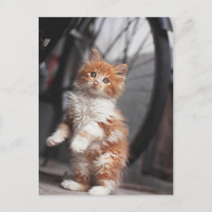 Orange Tabby Kitten Vykort