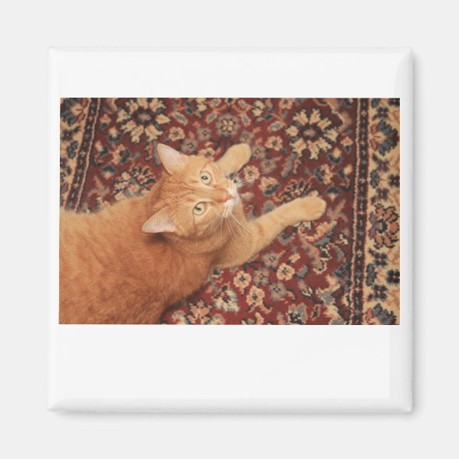 Orange Tabby Magnet (Framsidan)
