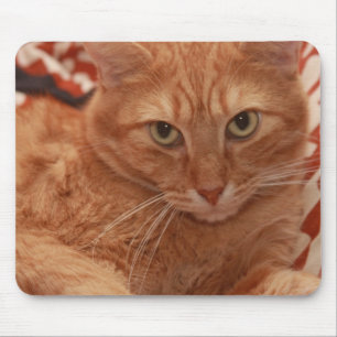 Orange Tabby Musmatta