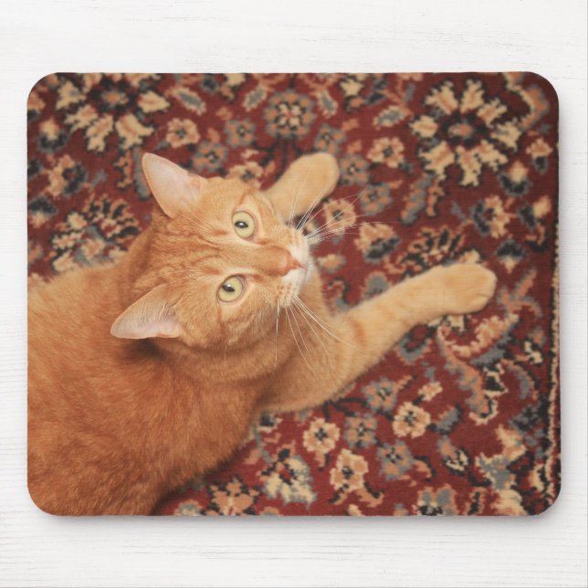 Orange Tabby Musmatta (Framsidan)