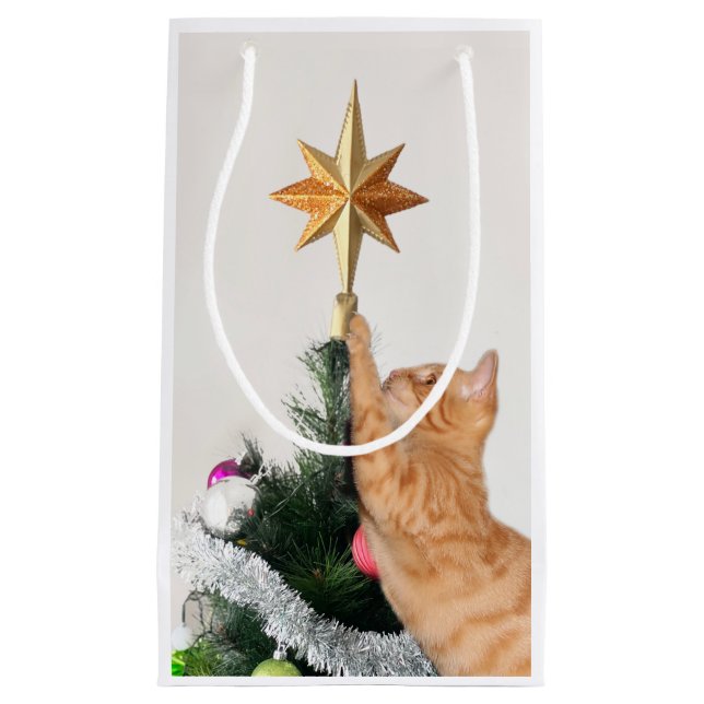 Orange tabby och julstjärna (Framsidan)