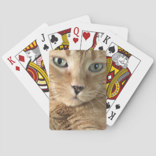 Orange Tabby som leker kort Casinokort