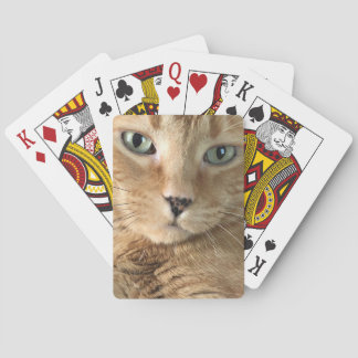 Orange Tabby som leker kort Casinokort